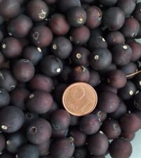Celtis australis bagolaro usato  Ardea