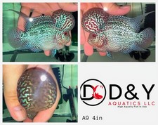 Live aquarium flowerhorn for sale  Carrollton