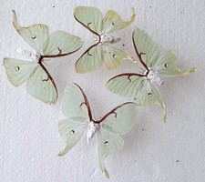 Actias luna moon for sale  SLEAFORD