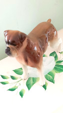 adorable french bulldog for sale adorable french bulldog for sale ASHBOURNE