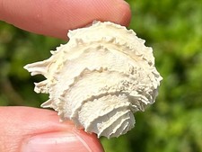 Fossil bivalve chama for sale  Coppell