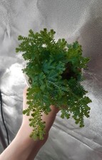 8cm pot selaginella for sale  ALFRETON