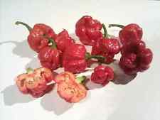 trinidad scorpion for sale  Shipping to Ireland