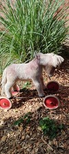 steiff rader gebraucht kaufen steiff rader gebraucht kaufen Nürtingen