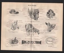 Lithografie 1897 menschen gebraucht kaufen  Leipzig