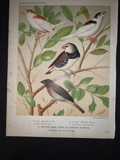 1875 cassell canaries d'occasion  Expédié en Belgium