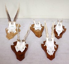 Rehgeweihe trophäenbrett zum gebraucht kaufen  Langdorf