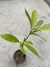 Avocado tree live for sale  El Monte