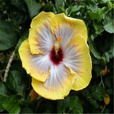 Seeds yellow white for sale Seeds yellow white for sale  Goldsboro
