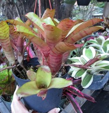 Buy save bromeliad for sale  Miami