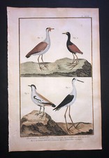 Martinet jacana waders d'occasion  Paris-