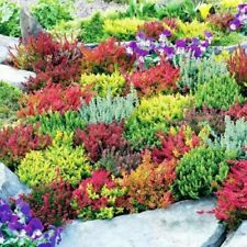 X12 mixed garden for sale  NELSON