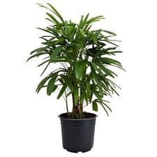 Lady palm inch for sale  Laurel