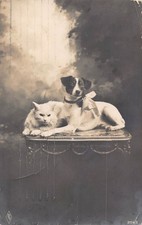 Cartão postal vintage B463 Animals 1928 Jack Russell Terrier cachorro gato persa RPPC comprar usado  Enviando para Brazil