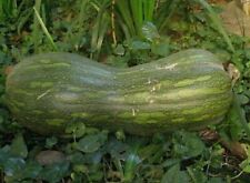 Semi napoli zucca usato  Reggio Calabria