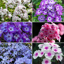 500 samen phlox gebraucht kaufen  Frankfurt am Main