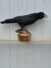 Taxidermie corbeau corneille d'occasion  Moulins
