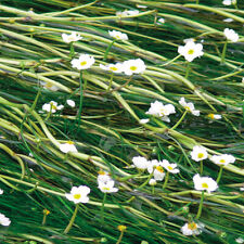 Bunches water crowsfoot for sale  LOUTH