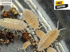 Count dwarf white for sale  Daytona Beach