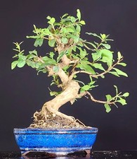 bonsai melograno usato bonsai melograno usato Cison di Valmarino