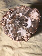 Verkieseltes holz madagaskar gebraucht kaufen  Berlin