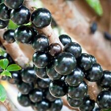 Certificado fitossanitário sem uva brasileira fruta jabuticaba enxertada sem sementes comprar usado  Enviando para Brazil