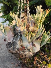 Platycerium staghorn fern for sale  Ventura