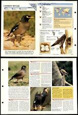 Common mynah birds for sale  SLEAFORD