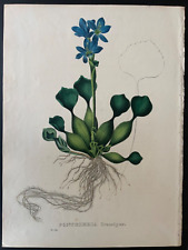 19th century botanical for sale  Houston