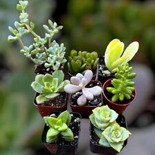 Assorted succulent plants for sale  Rancho Cucamonga