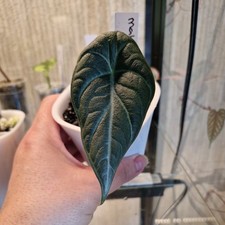 Alocasia maharani for sale  BILLINGHAM
