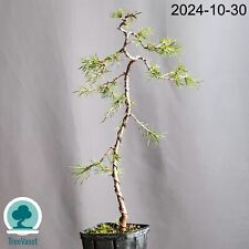 Bonsai larix decidua usato  Merate