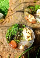 Echter miniaturteich petrischa gebraucht kaufen  Erfweiler, Ludwigswinkel, Schönau
