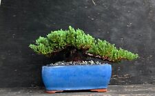 Juniper bonsai tree for sale  Miami