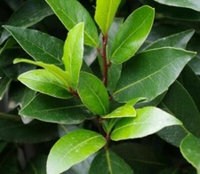 Bay leaf trees for sale  San Jacinto