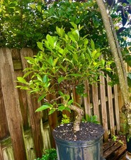 Tigerbark ficus bonsai for sale  Bonita Springs