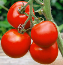 Tomato manitoba slicing for sale  Sevierville