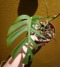 real houseplant for sale real houseplant for sale Beaverton