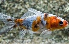 koi orange black 2 for sale koi orange black 2 for sale Miami