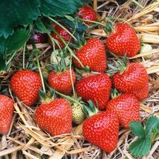 Strawberry honeoye bare for sale  UK