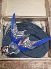 Ancienne taxidermie oiseau d'occasion  Broons