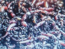 Eisenia compost composteur d'occasion  Saintes