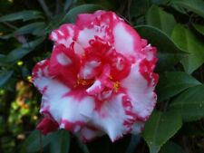 giant camellias for sale giant camellias for sale Pelzer