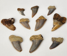 Isurus planus fossil for sale  Rockledge