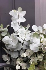 Silver drop eucalyptus d'occasion  Expédié en Belgium