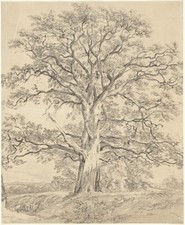 Great oak tree for sale  USA