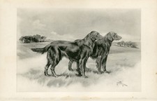 Flat coated retriever for sale  COLEFORD