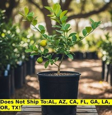 Key lime tree for sale  Fort Mill