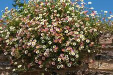 Flower erigeron karvinskianus for sale  WREXHAM