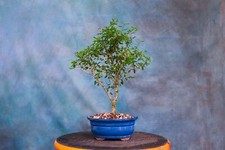 Vietnamese blue bell for sale  North Fort Myers